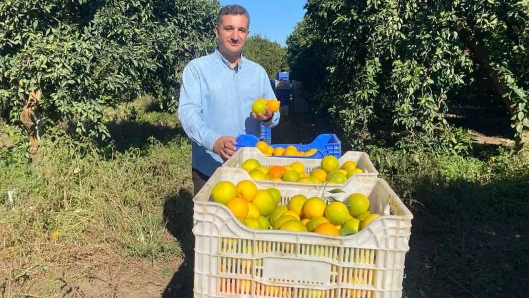 Tescilli Finike Portakalında Üreticinin Yüzü Güldü 2